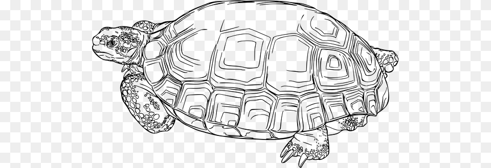 Gopher Tortoise Black And White, Gray Free Png