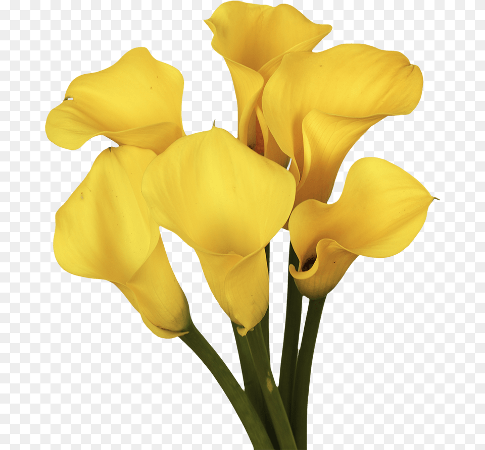 Gorgeous Golden Yellow Calla Lily Flowers Giant White Arum Lily, Flower, Petal, Plant, Rose Png