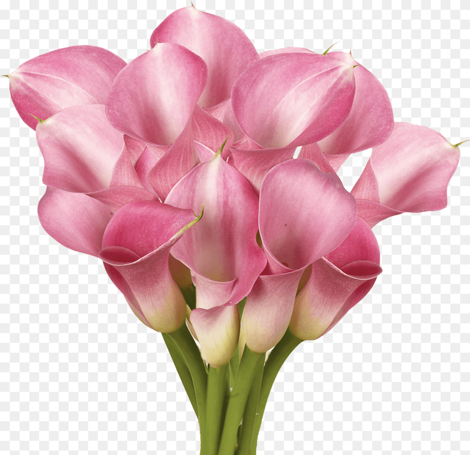 Gorgeous Lavender Calla Lily Flowers Girly, Flower, Flower Arrangement, Flower Bouquet, Petal Png