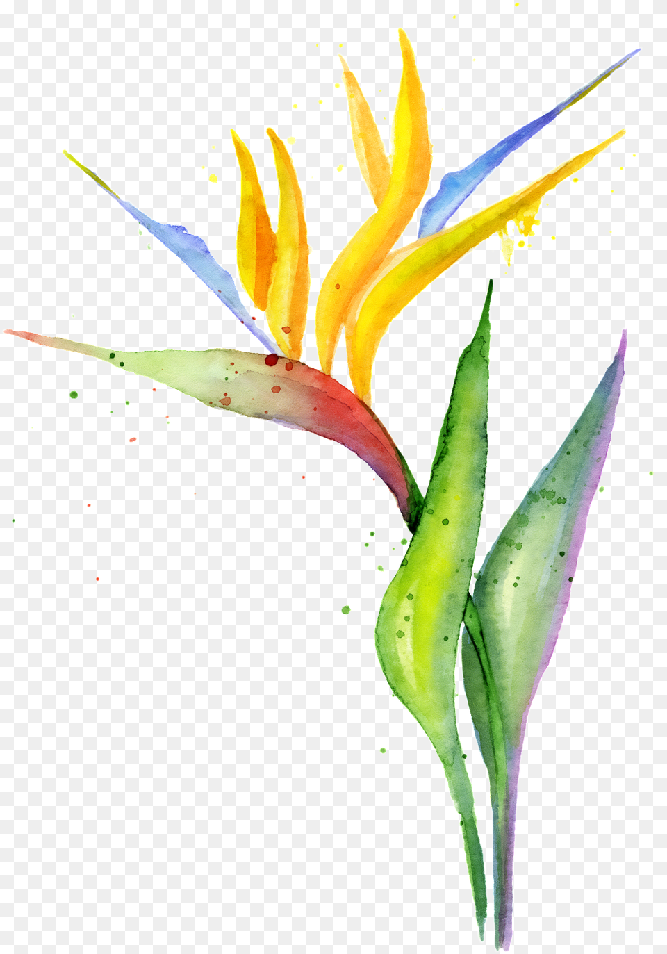 Gorgeous Strelitzia Bird Of Paradise, Flower, Plant, Petal, Acanthaceae Free Png Download