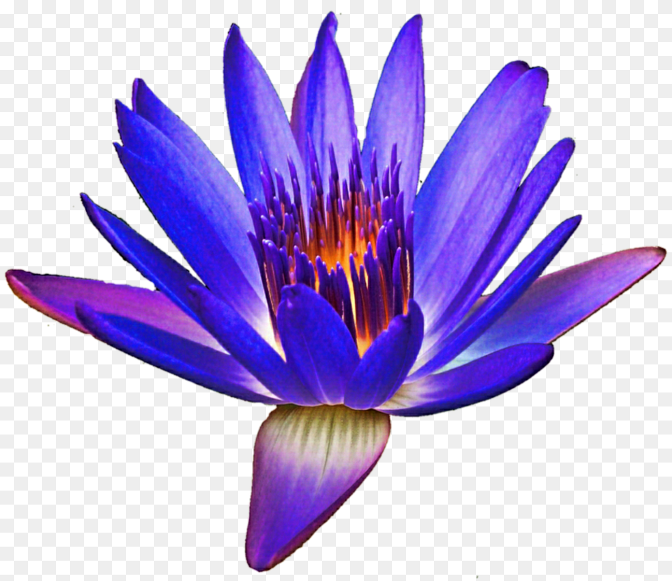 Gorgeous Water Lily, Flower, Plant, Pond Lily Free Png Download