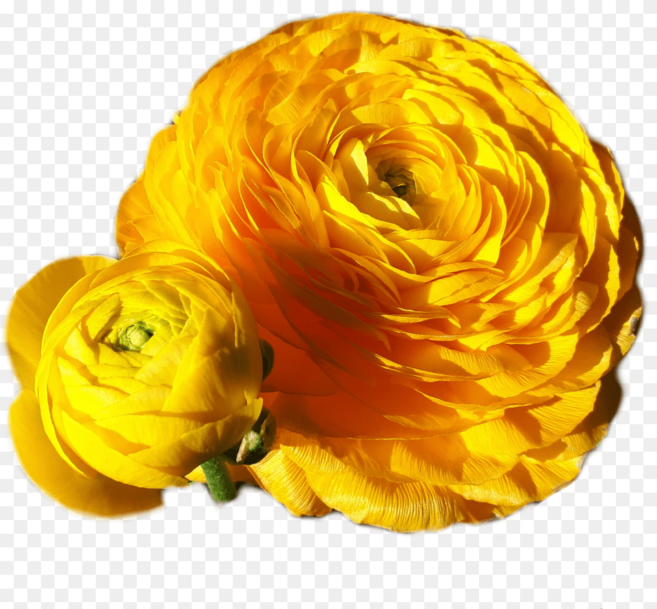 Gorgeous Yellow Gold Flower Plant Photo Pho Rose, Petal, Flower Arrangement, Flower Bouquet Png