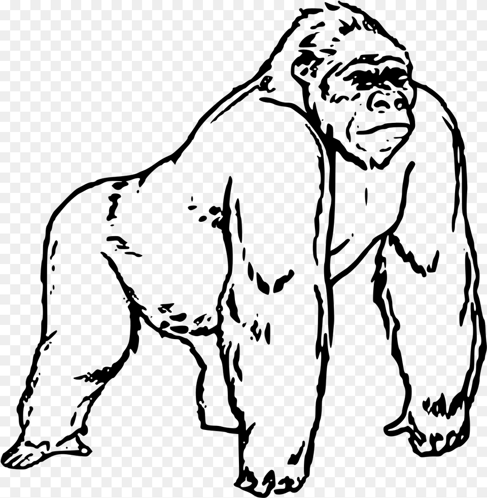 Gorila Big Gorilla Drawing, Gray Png Image