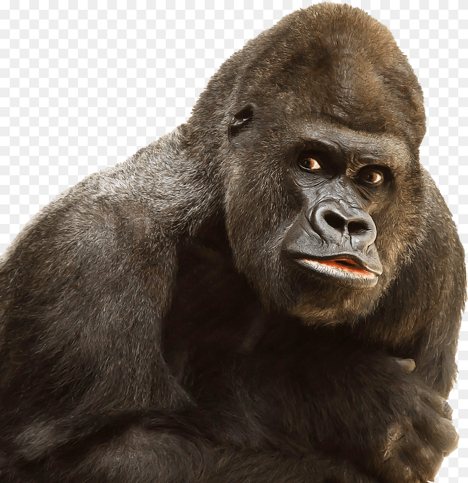Gorilla, Animal, Ape, Mammal, Monkey Png Image