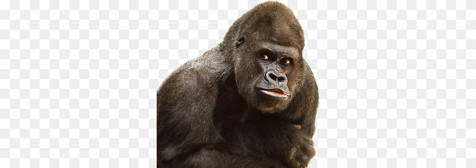 Gorilla Animal, Ape, Mammal, Monkey Png Image