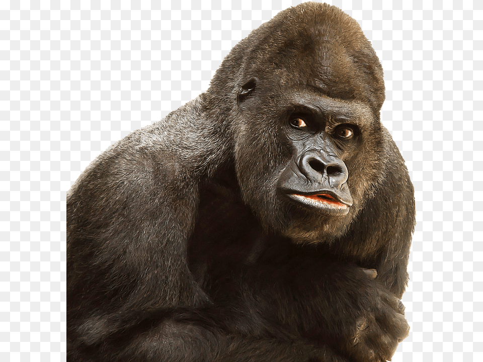 Gorilla Animal, Ape, Mammal, Monkey Free Png Download