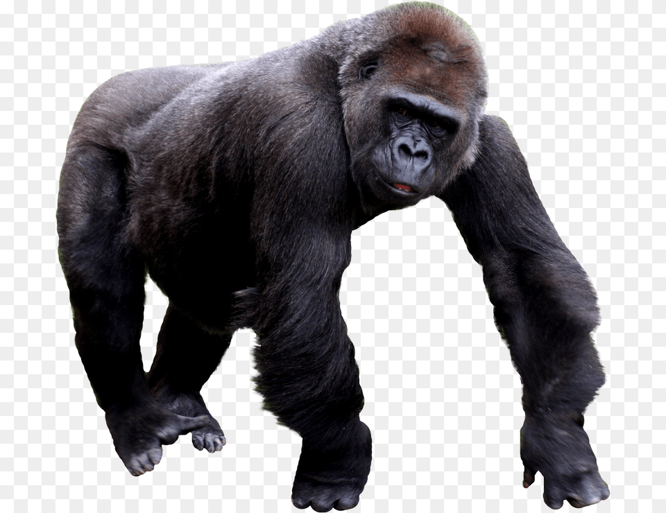 Gorilla, Animal, Ape, Mammal, Wildlife Png