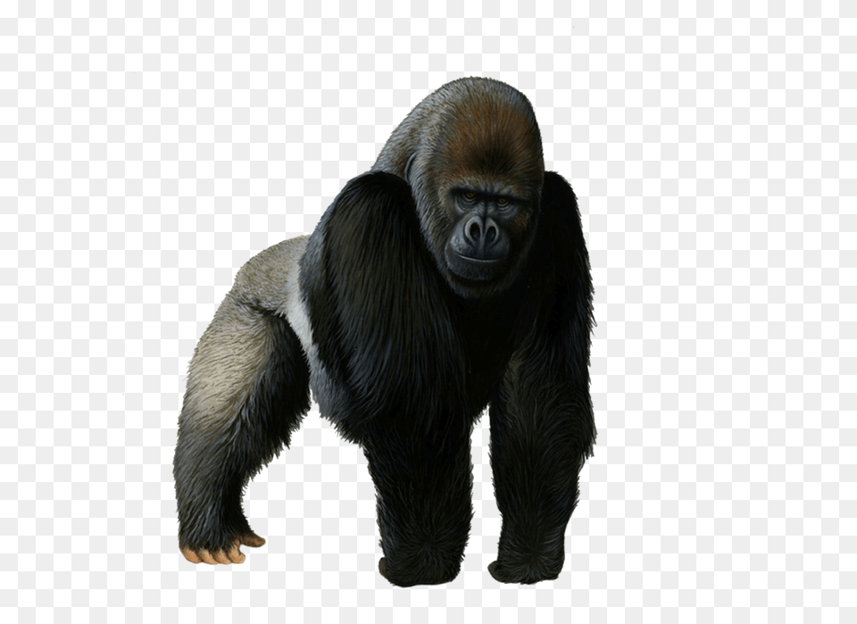 Gorilla, Animal, Ape, Mammal, Wildlife Free Png