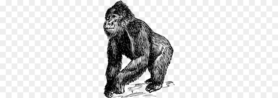 Gorilla Gray Free Png Download