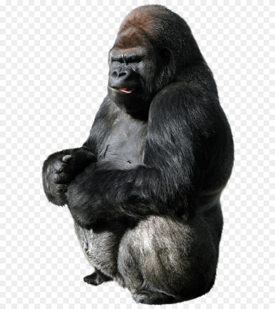 Gorilla, Animal, Ape, Mammal, Monkey Free Png