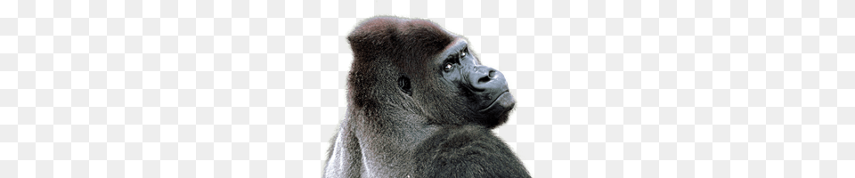 Gorilla, Animal, Ape, Mammal, Wildlife Free Png Download