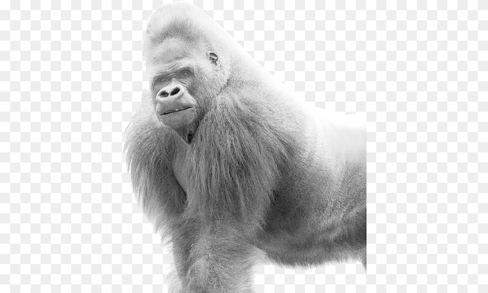 Gorilla, Animal, Ape, Mammal, Wildlife Free Transparent Png