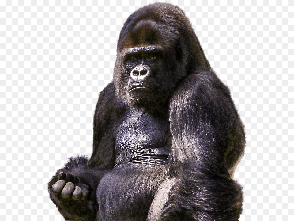 Gorilla, Animal, Ape, Mammal, Monkey Free Png Download