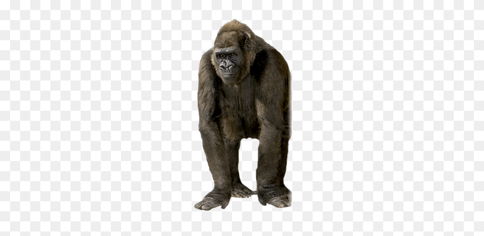 Gorilla, Animal, Ape, Mammal, Monkey Png