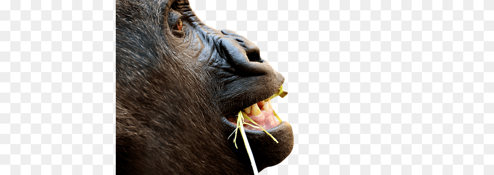 Gorilla Animal, Ape, Mammal, Wildlife Free Png Download