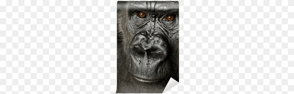 Gorilla, Animal, Ape, Mammal, Wildlife Free Png Download