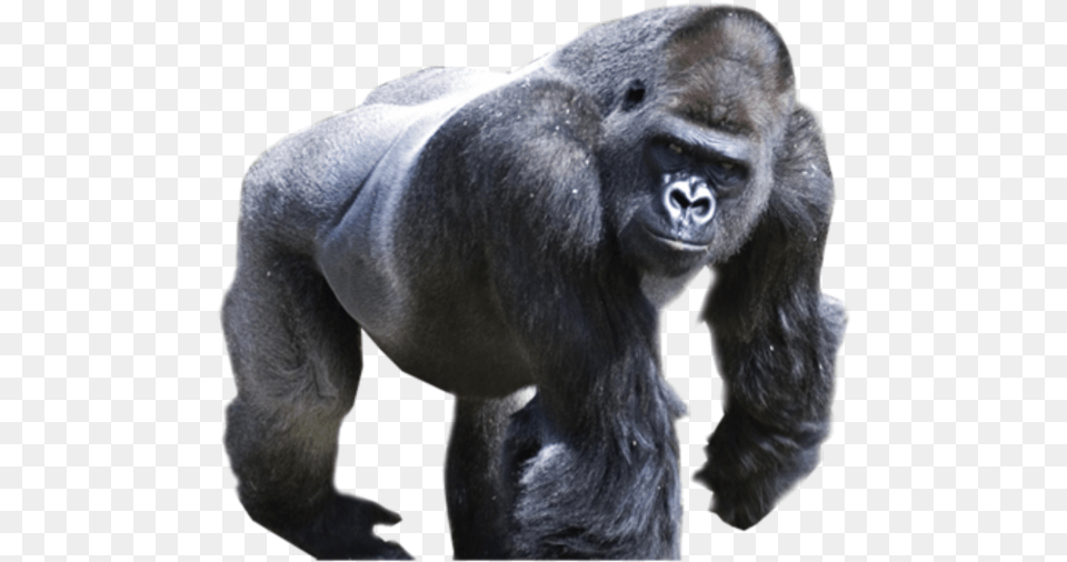 Gorilla, Animal, Ape, Mammal, Wildlife Png Image