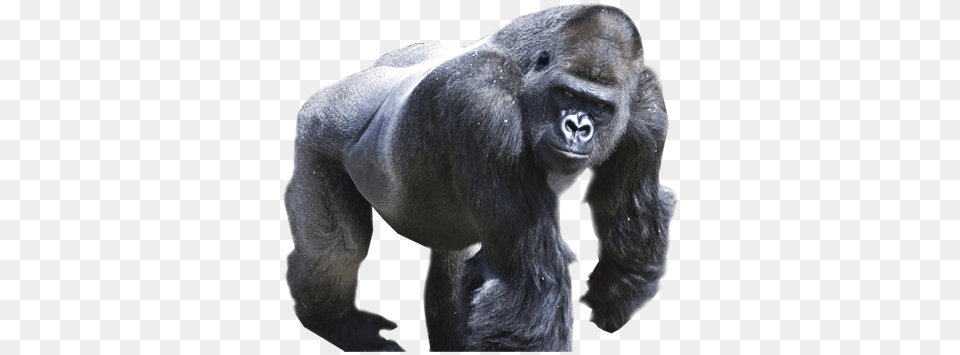 Gorilla, Animal, Ape, Mammal, Wildlife Free Png Download