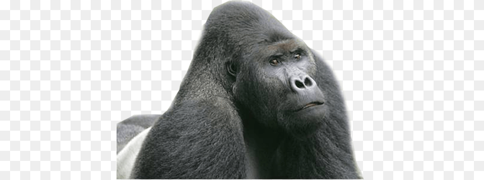 Gorilla, Animal, Ape, Mammal, Wildlife Free Transparent Png