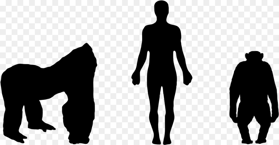 Gorilla And Man Size, Gray Free Transparent Png