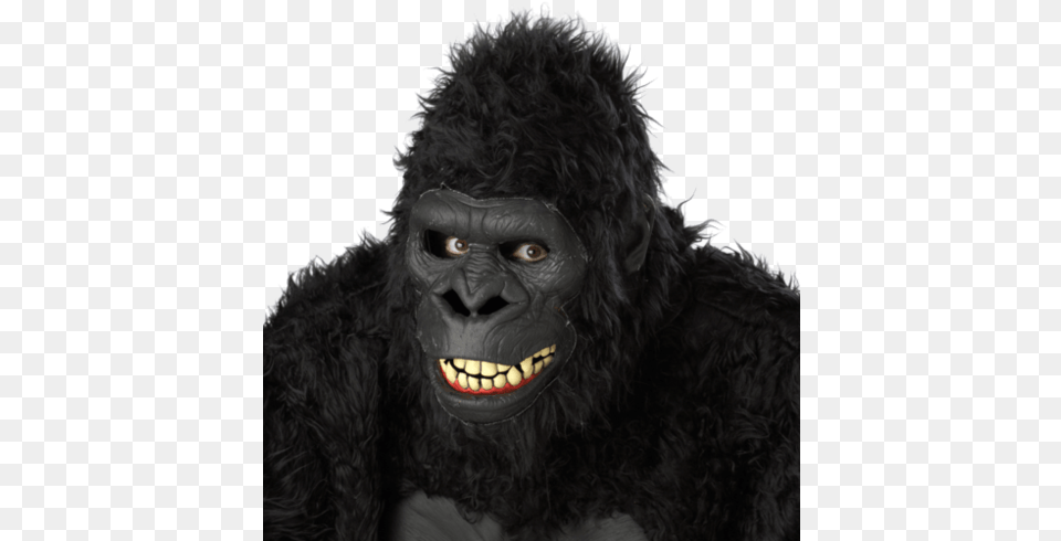 Gorilla Ape Moving Mouth Mask Mask Gorilla, Animal, Mammal, Wildlife, Bear Free Transparent Png