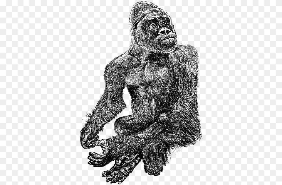 Gorilla Black Zoo White Hairy Line Art Drawing Common Chimpanzee, Animal, Ape, Mammal, Wildlife Png