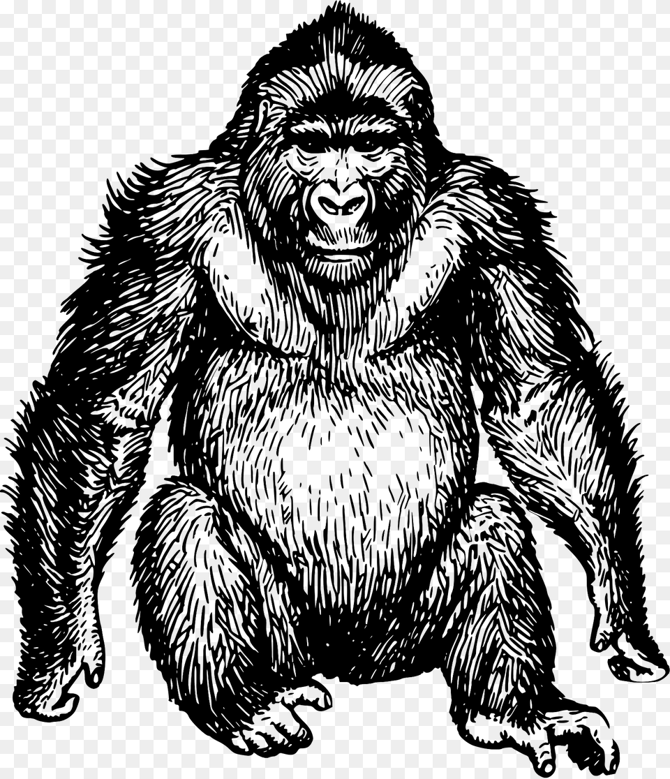 Gorilla Clipart, Animal, Ape, Mammal, Wildlife Png