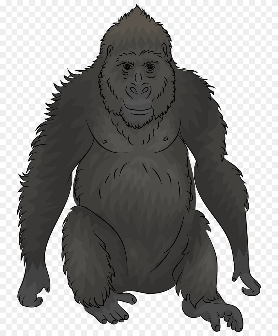 Gorilla Clipart, Animal, Ape, Mammal, Wildlife Free Png