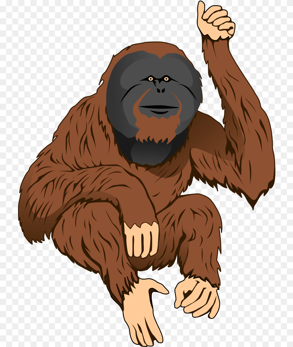 Gorilla Clipart Traceable Orangutan Clipart, Baby, Person, Animal, Mammal Png Image