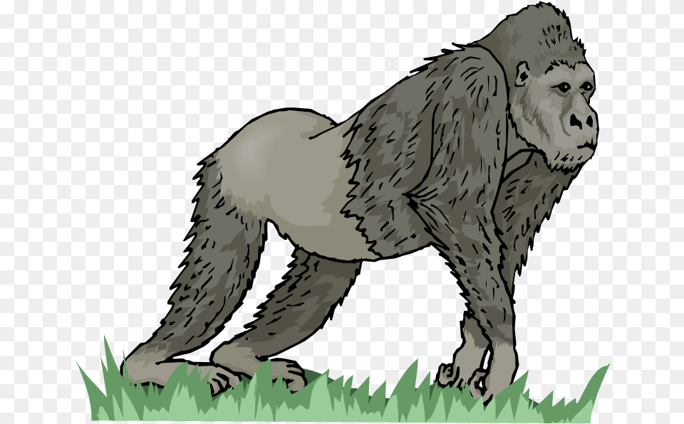 Gorilla Clipart Wild Animal Long Vowel Ape, Lion, Mammal, Wildlife, Monkey Png Image