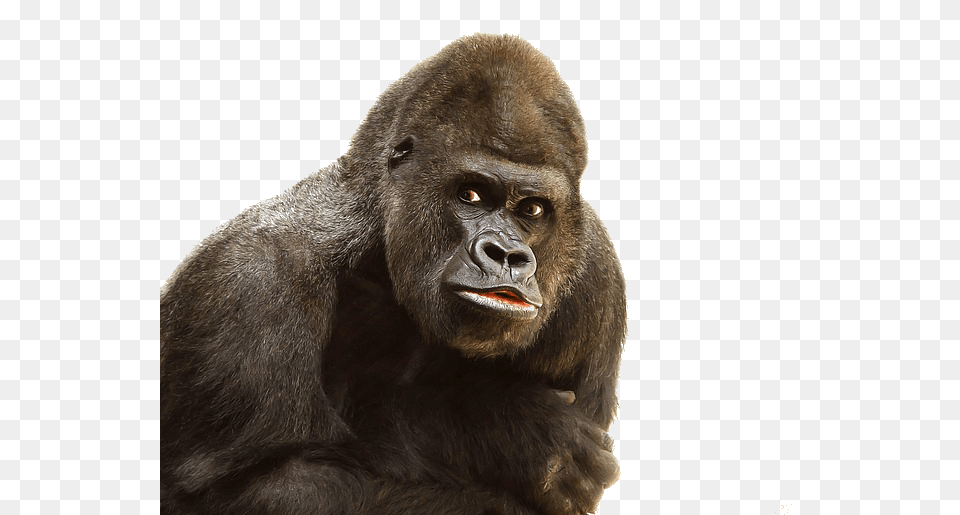 Gorilla Close Up, Animal, Ape, Mammal, Monkey Free Png Download