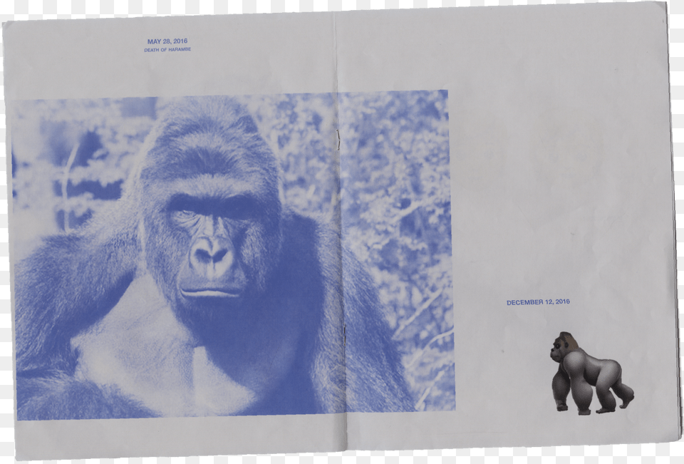 Gorilla Dicks, Animal, Ape, Mammal, Wildlife Free Transparent Png