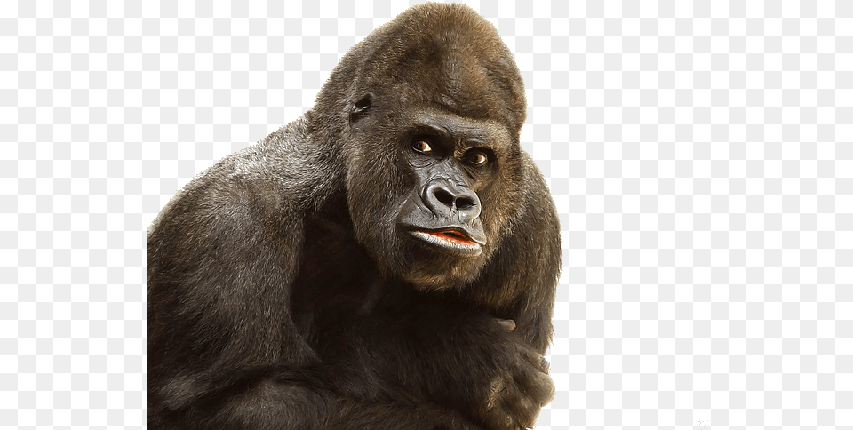 Gorilla File, Animal, Ape, Mammal, Monkey Png