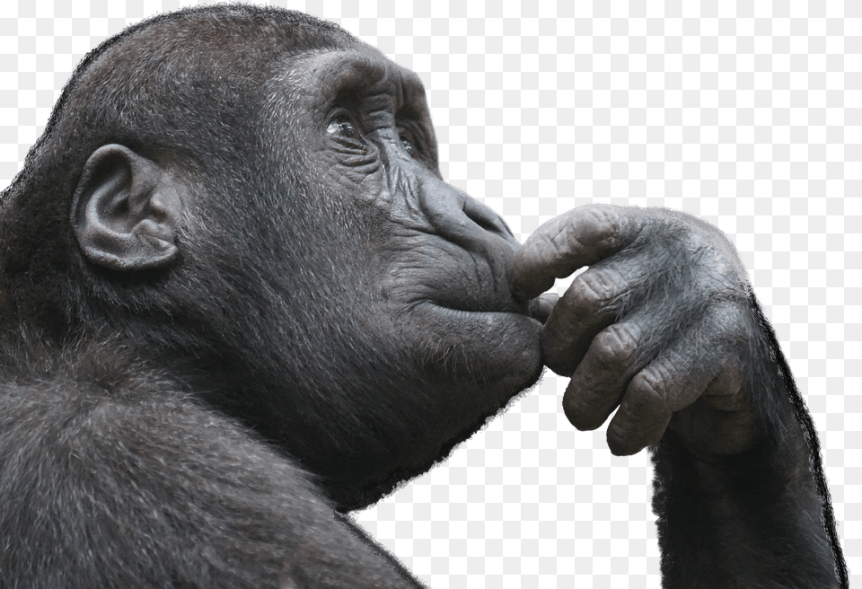 Gorilla Finger In Mouth, Animal, Ape, Mammal, Wildlife Png