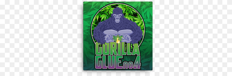 Gorilla Glue Gorilla Glue Sticker, Animal, Ape, Wildlife, Mammal Png