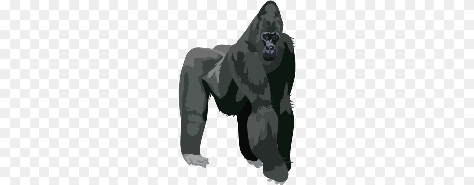 Gorilla Gorilla, Animal, Ape, Mammal, Wildlife Png Image