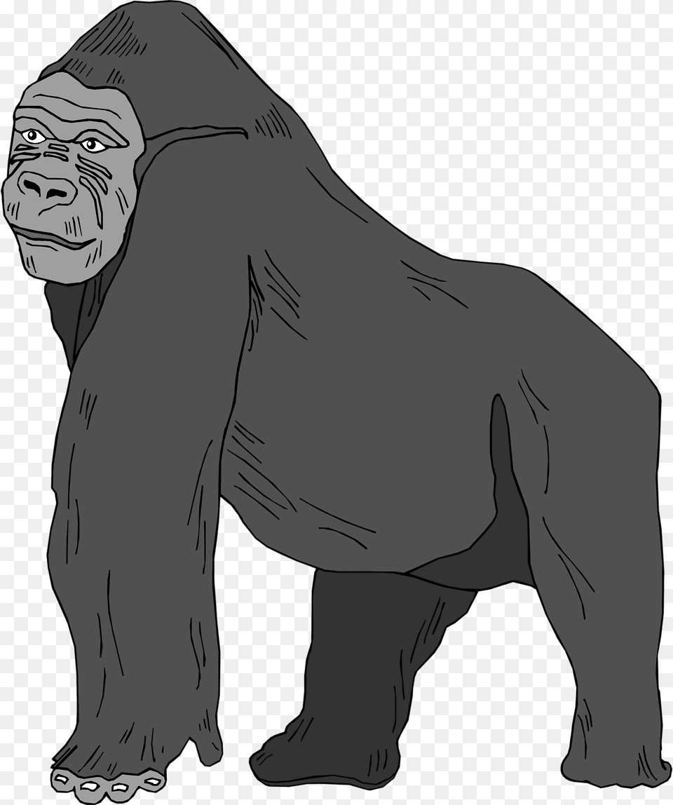 Gorilla Gorilla Clipart Transparent Background, Animal, Ape, Mammal, Wildlife Free Png Download
