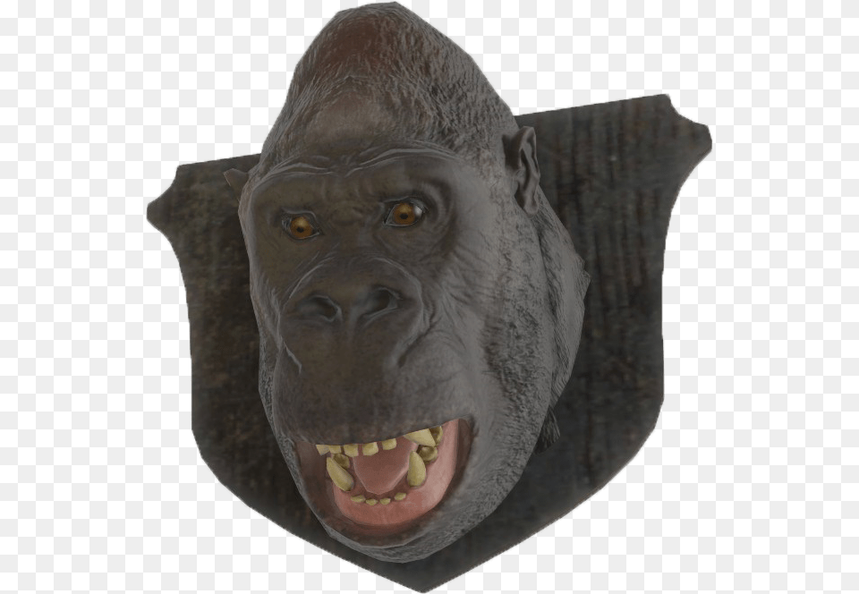 Gorilla Head, Animal, Ape, Mammal, Wildlife Free Png Download