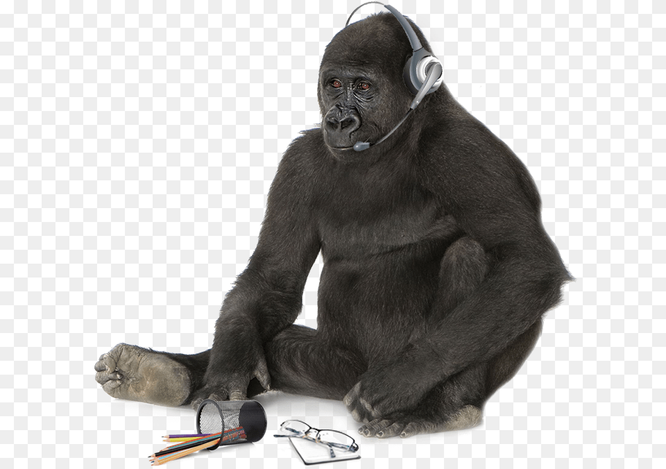 Gorilla Head King Kong Black And White Background, Animal, Ape, Mammal, Monkey Png Image