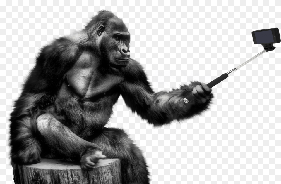 Gorilla Image Gorilla, Animal, Wildlife, Mammal, Ape Free Transparent Png