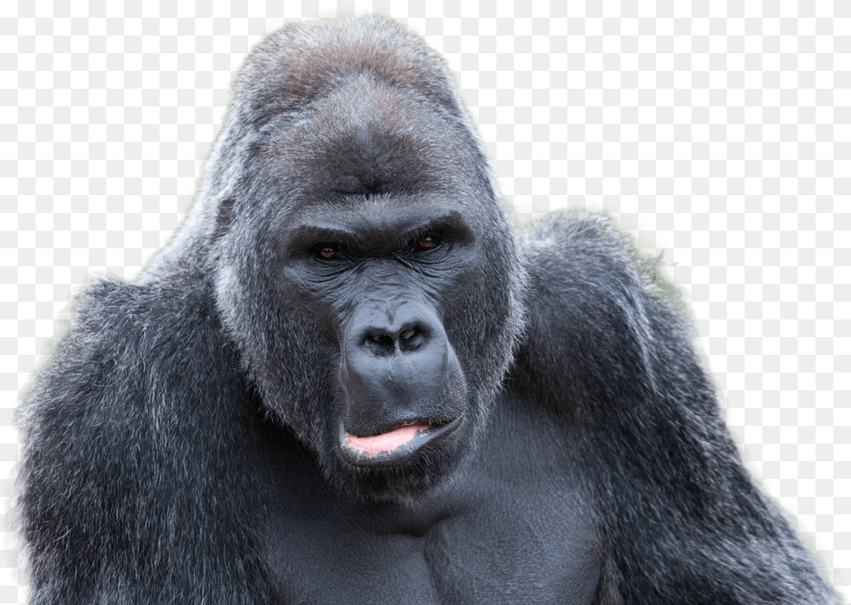 Gorilla Image Mating Gorilla, Animal, Ape, Mammal, Monkey Free Png Download