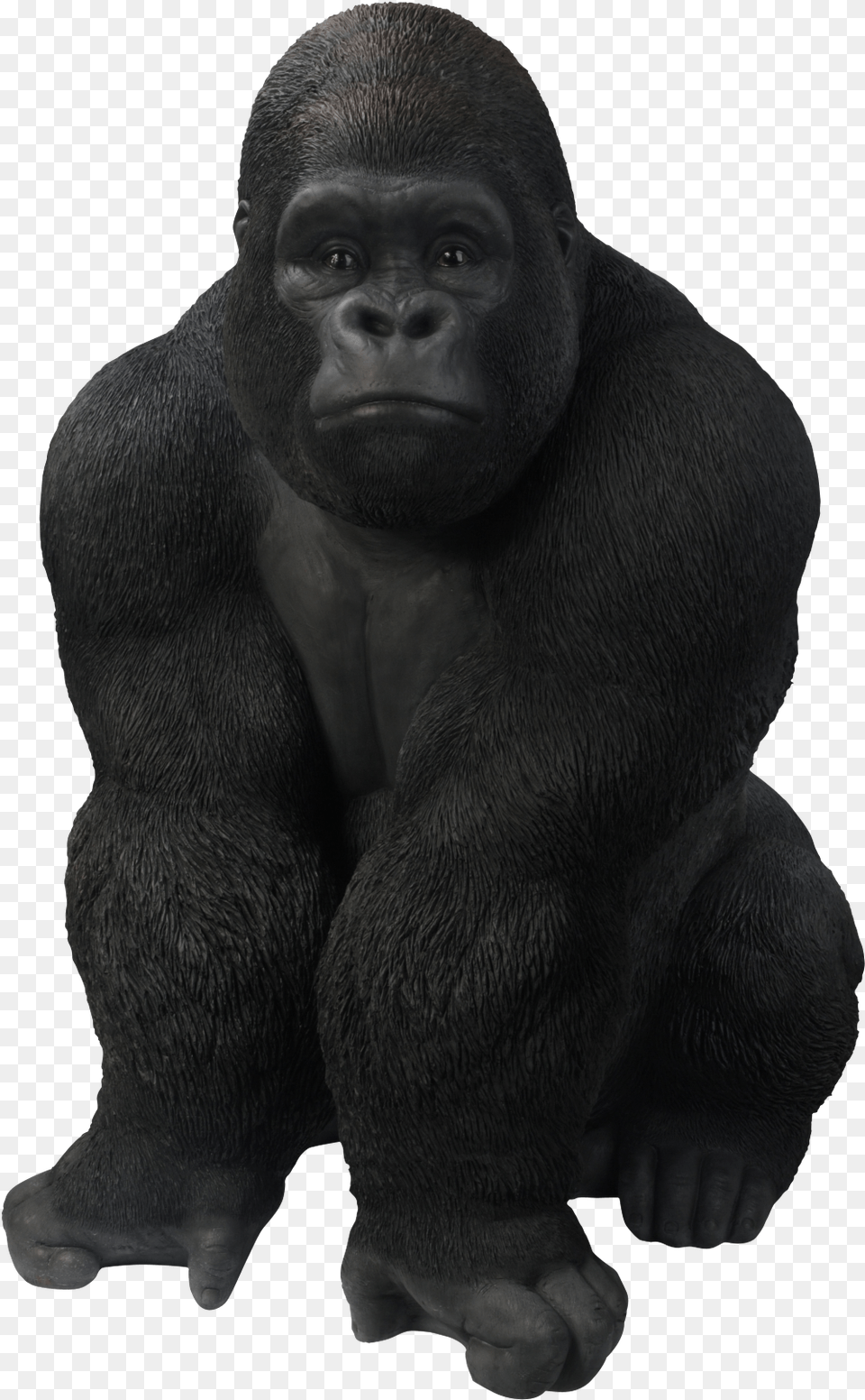 Gorilla Images, Animal, Ape, Mammal, Monkey Free Transparent Png