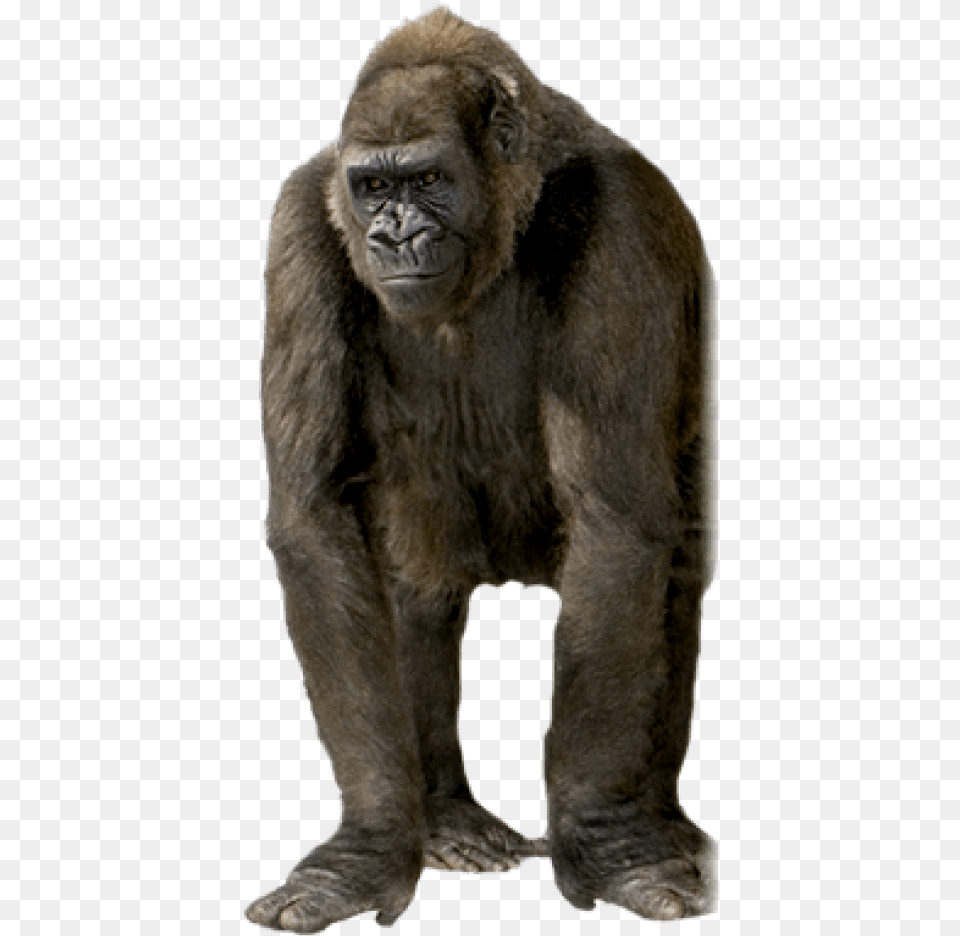 Gorilla Images Ape, Animal, Mammal, Monkey, Wildlife Png Image