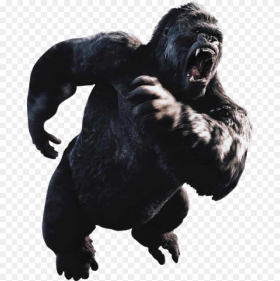 Gorilla Kong Kingkong King Kong En, Animal, Ape, Mammal, Wildlife Png Image