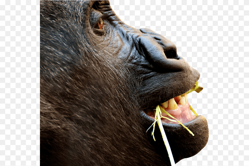 Gorilla Monkey Funny Animal Zoo Furry Omnivore Gorilla, Ape, Mammal, Wildlife, Dinosaur Free Transparent Png