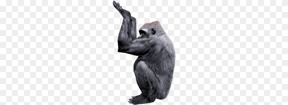 Gorilla Placement Gorilla, Animal, Ape, Mammal, Wildlife Free Png