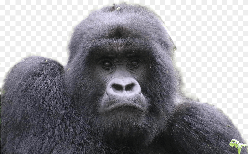 Gorilla Portable Network Graphics, Animal, Ape, Mammal, Monkey Png Image