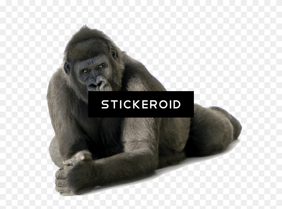 Gorilla Portable Network Graphics, Animal, Ape, Mammal, Monkey Free Transparent Png