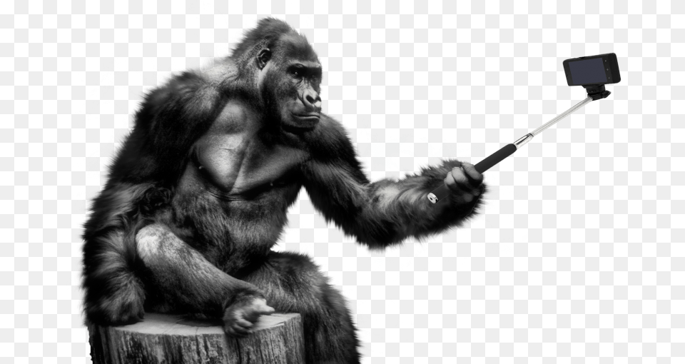 Gorilla Portable Network Graphics Transparency Clip Gorilla Transparent, Animal, Ape, Mammal, Wildlife Png