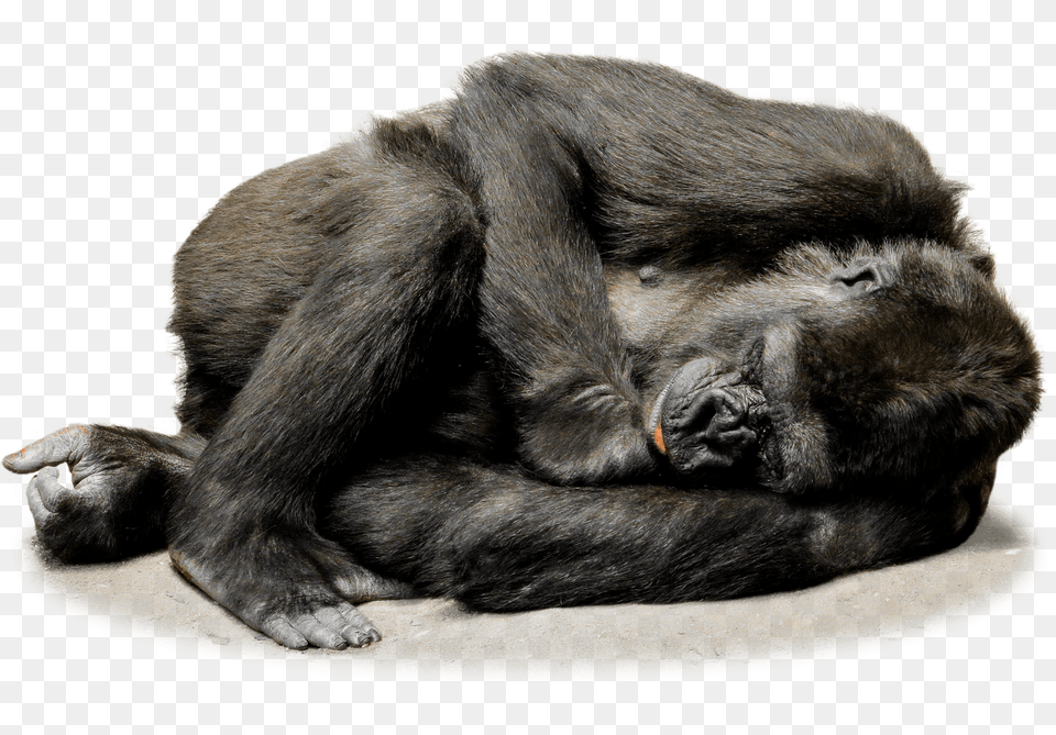 Gorilla Resting, Animal, Ape, Mammal, Wildlife Free Png
